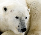 "Molar" bear